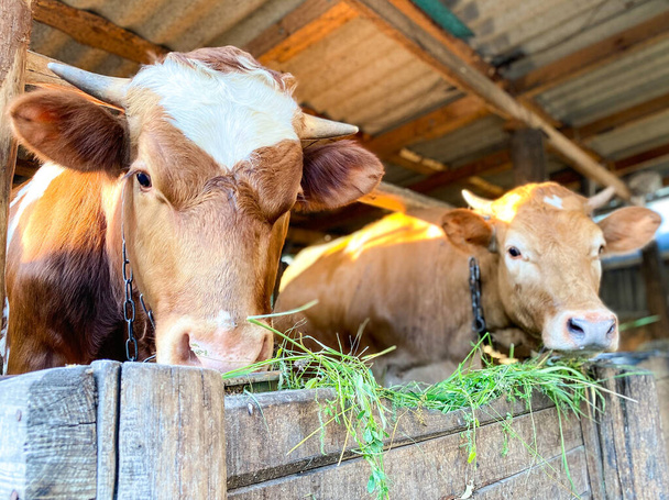 農場のフェンスの後ろに2本の赤い子牛/子牛が立って新鮮な草を食べる. - 写真・画像