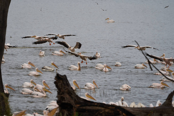 Wielki biały pelikan Pelecanus onocrotalus znany również jako wschodni biały pelikan różowy pelikan lub biały pelikan Lake Africa. Wysokiej jakości zdjęcie - Zdjęcie, obraz