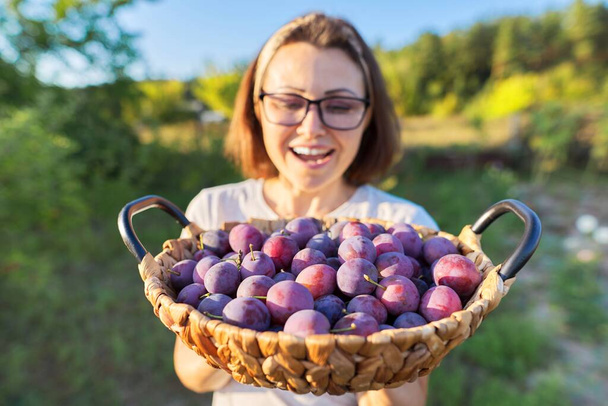 Woman with basket of blue ripe plums in sunny garden - Foto, Bild
