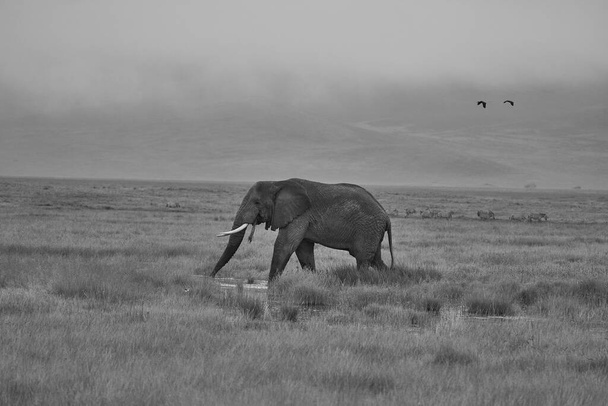 Elefánt Nagy Hatalmas Tusker Amboseli - Nagy Öt Safari -Afrikai bokor elefánt Loxodonta africana - Nagy Öt Safari - Savanna Afrikai bokor elefánt Loxodonta africana  - Fotó, kép