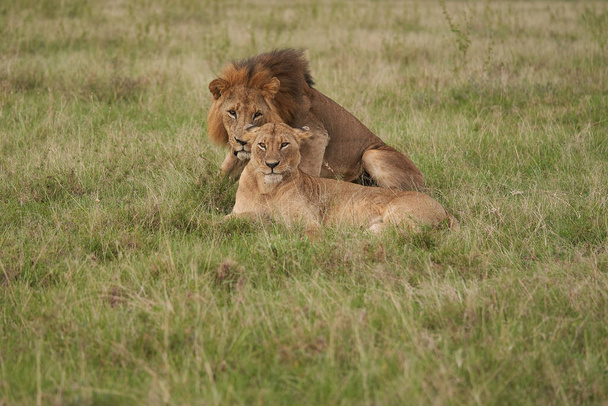 Löwin und Löwe in Kenia. Hochwertige Foto Afrika Safari  - Foto, Bild