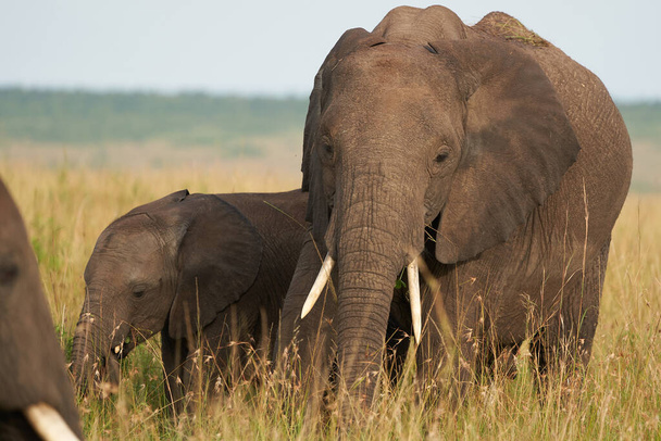  Elefante Bebé Amboseli - Big Five Safari - Bebé Savanna Gras elefante africano Loxodonta africana Madre Amor
 - Foto, Imagen
