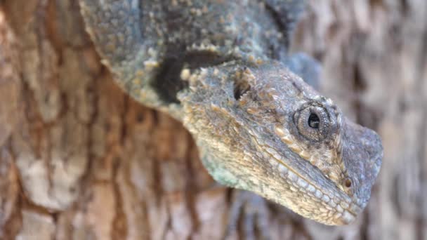 Close-up van het hoofd van een zuidelijke boom agama Waterberg Zuid-Afrika - Video
