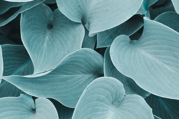 Verse bladeren van hosta plant in de tuin - Foto, afbeelding