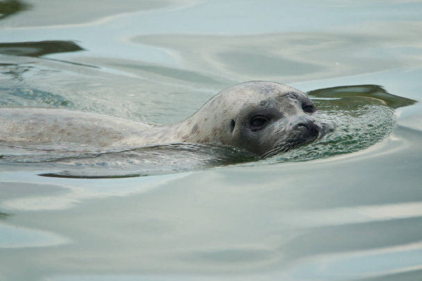  harbor or harbour seal Phoca vitulina also common seal and true seal . High quality photo - Photo, Image