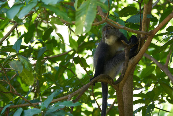 Niebieska małpa Diademed monkey Cercopithecus mitis Portret Gatunek mnicha Starego Świata. Wysokiej jakości zdjęcie - Zdjęcie, obraz