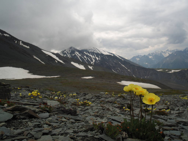 ορεινές παπαρούνες στο φόντο των χιονισμένων βουνών, βουνά Altai - Φωτογραφία, εικόνα