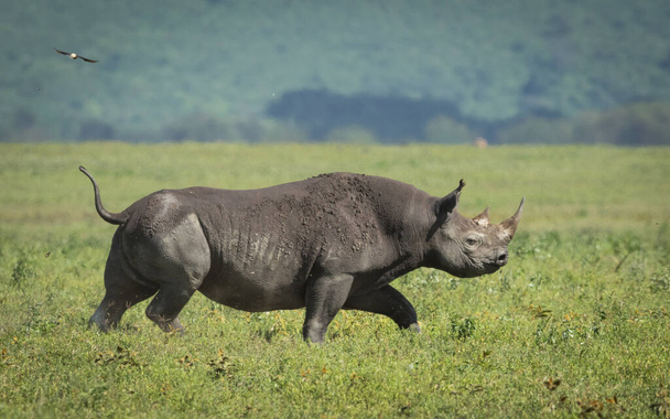 Jeden dospělý nosorožec kráčející po pláních kráteru Ngorongoro v Tanzanii - Fotografie, Obrázek
