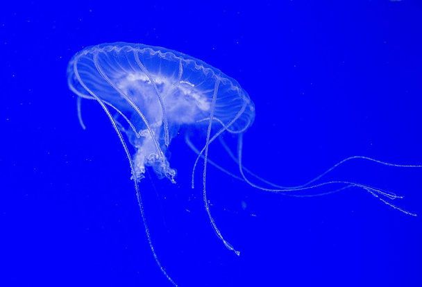 A closeup shot of a jellyfish in the blue water - 写真・画像