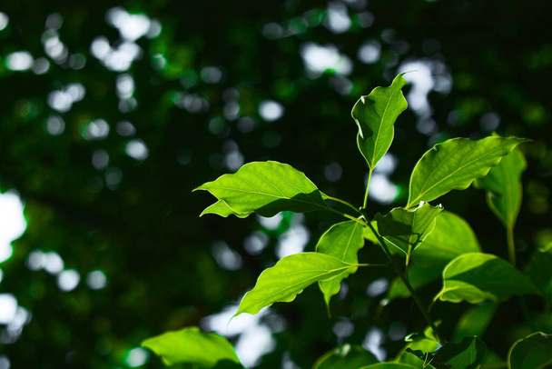 zöld levél és ág az erdőben - Fotó, kép