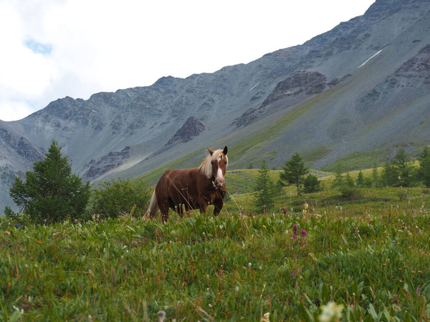 dziki koń w górach Altai, Gorny Altai - Zdjęcie, obraz