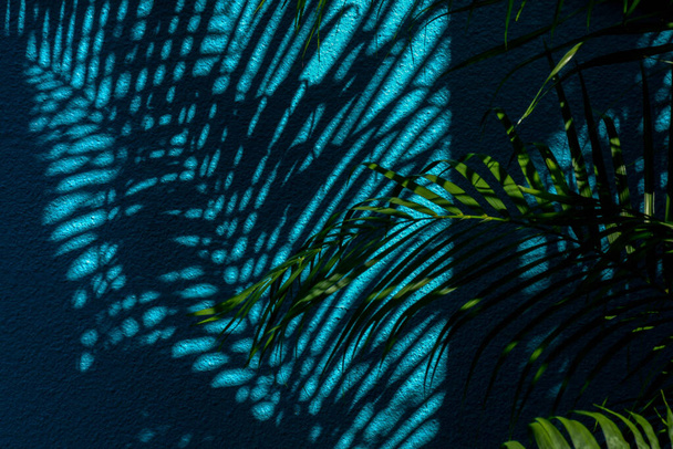 ombra di foglie di palma su muro di cemento blu
 - Foto, immagini