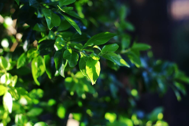 A closeup shot of bright green leaves on a sunny day with blurred background - Zdjęcie, obraz