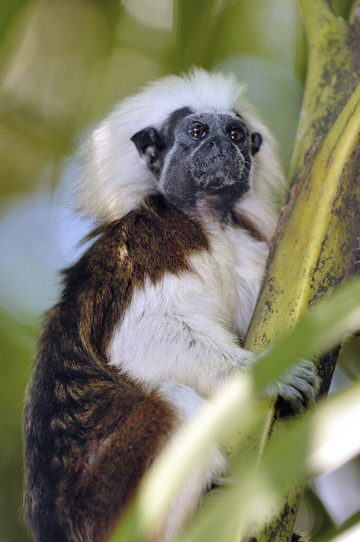 A shot of the Cotton top Tamarin monkey sitting on a tree - Photo, Image