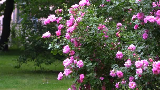 Grandi cespugli di rose con grandi fiori rosa Sullo sfondo di persone che camminano e tram cavalcano. Flora del Parco della città. paesaggio urbano. 4k video - Filmati, video