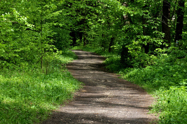Forest road in the green thicket. - Φωτογραφία, εικόνα