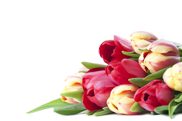 vörös és sárga tulipán - Fotó, kép
