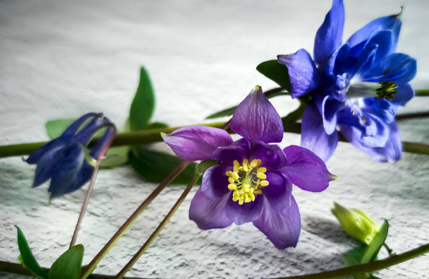Mooie paarse Aquilegia bloemen worden getoond close-up op een lichte achtergrond - Foto, afbeelding