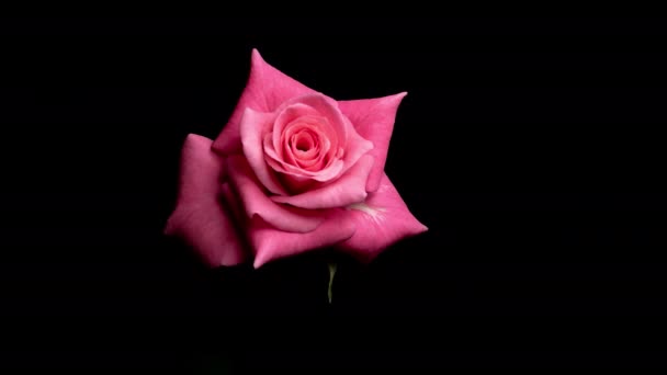 Η χρονική υστέρηση ανθίζει από ένα τριαντάφυλλο Μπαντ. μακροσκοπικό βίντεο κοντινό - Πλάνα, βίντεο