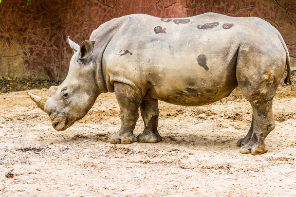 vista laterale del grande rinoceronte bianco nello zoo
 - Foto, immagini