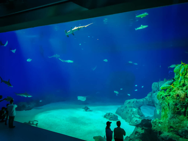Hermoso mundo submarino de peces algas marinas
 - Foto, imagen