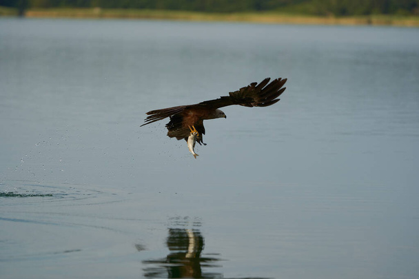 レッド・カイト。高品質の写真羽完璧ミルバス釣り湖 - 写真・画像