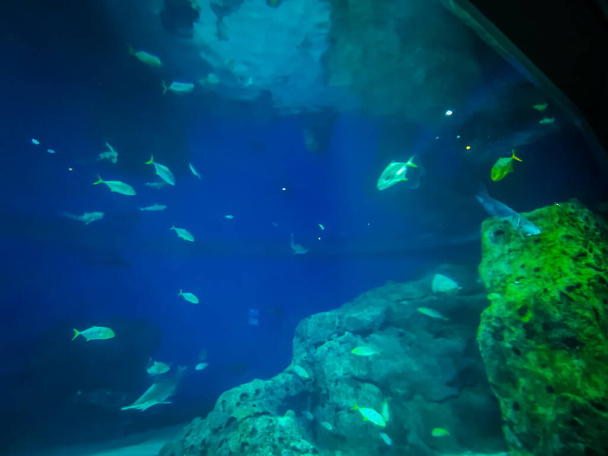 Прекрасный подводный мир морских водорослей
 - Фото, изображение