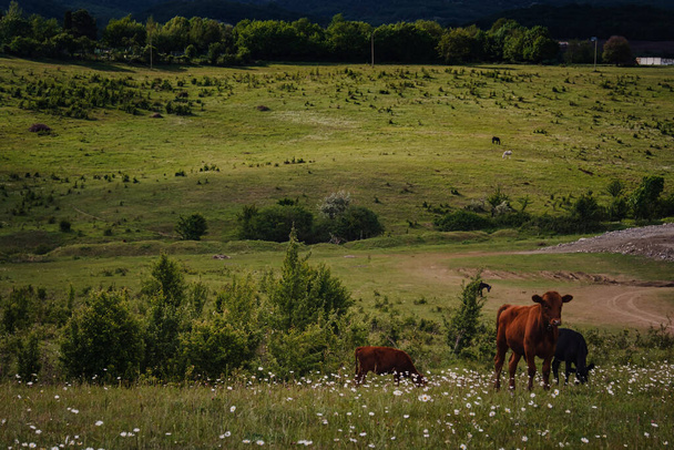 Young calves eat fresh green grass on the slopes near the farm. Spring field landscape. Rural scenery. - Photo, Image