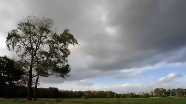 嵐の中で木の時間周 - 映像、動画