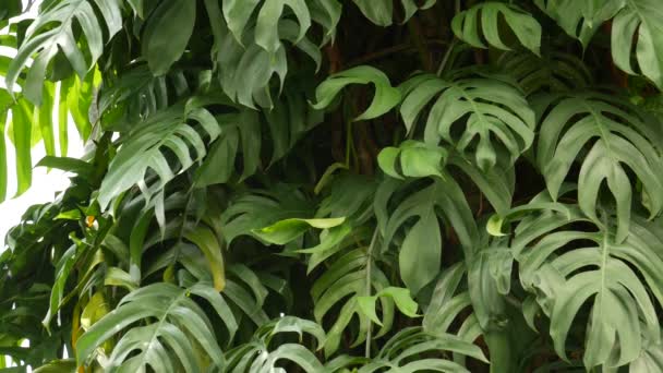 Соковитий екзотичний тропічний монстр залишає безшовний петельний фон. Літнє пишне листя, зелень в райському саду. Абстрактний природний темно-зелений фон рослинності джунглів, дикий дощовий ліс
 - Кадри, відео