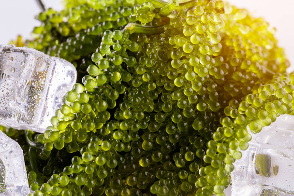 Sea grapes ( green caviar ) seaweed - Photo, Image