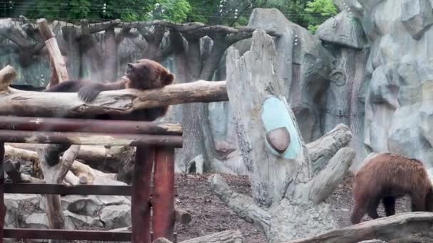 Bears on a platform in a zoo behind a glass. A brown bear or an ordinary bear, a mammal of the bear family, is one of the largest land predators. - Footage, Video