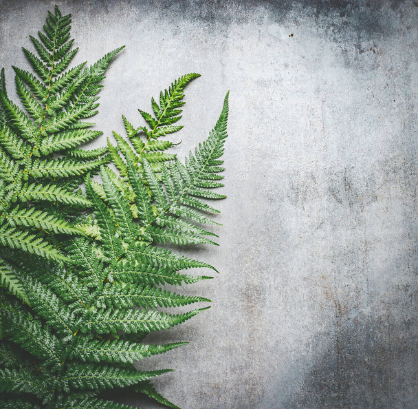 Green fern leaves on gray rustic  concrete background , top view, place for text. - Photo, image