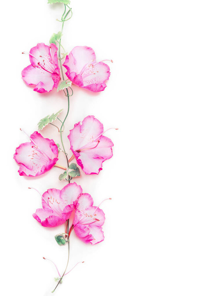 Σύνθεση λουλουδιών με ροζ ανθοφορία σε αναρριχητικό φυτό σε λευκό φόντο, κορυφαία προβολή, αντιγραφή χώρου - Φωτογραφία, εικόνα