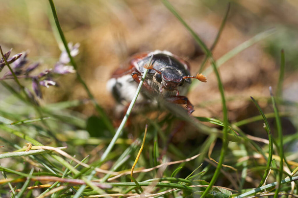 Cockchafer nazwał również Maybug lub doodlebug europejskiego rodzaju chrząszcza Melolontha rodziny Scarabaeidae. Wysokiej jakości zdjęcie - Zdjęcie, obraz