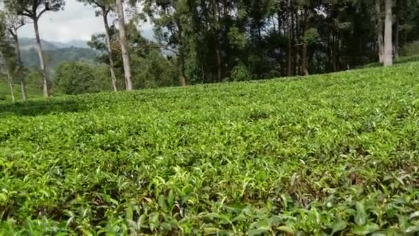 Naklápěcí pánev z čajové plantáže na kopci na Srí Lance - Záběry, video