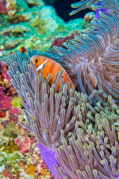 Blackfinned Anemonefish, Amphiprion nigripes, Magnificent Sea Anemone, Heteractis magnifica, Coral Reef, South Ari Atoll, Maldives, Indian Ocean, Asia - Photo, Image