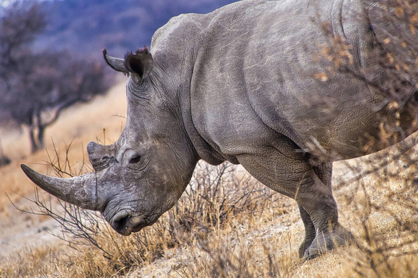 Белый Носорог, Ceratotherium simum, Носорог с квадратными губами, Святилище Кхама Носорог, Серове, Ботсвана, Африка - Фото, изображение