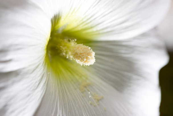 beautiful white flower in nature . In the park in nature - Foto, Imagem