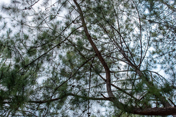 Pinus mugo - Het is ook bekend als kruipende dennen, dwerg berg dennen, mugo dennen. - Foto, afbeelding