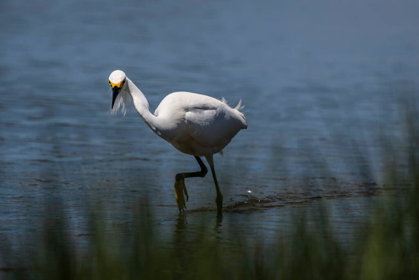 Zabawny rodzaj młody śnieżny egret obracam się i aktywnie szukam pokarm. Fotografie na słonym bagnie Monomoy National Wildlife Refuge. - Zdjęcie, obraz