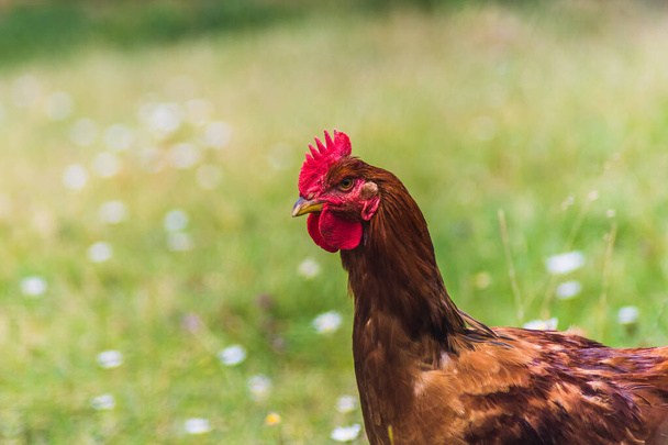 gallina bruna che cammina tranquillamente in campagna con gallina nera sfocata
 - Foto, immagini