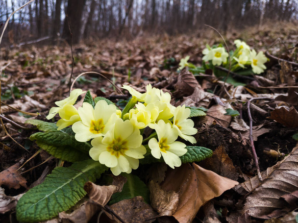 Primula vulgaris, onagre commune, fleurs printanières précoces, fleuries à la lisière d'une forêt décidue. - Photo, image