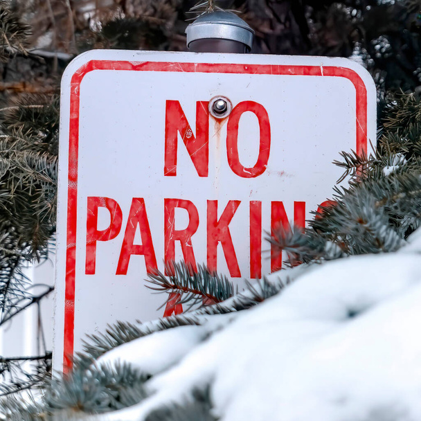 Quadratische Ernte No-Parking-Schild inmitten grüner Blätter von Nadelbäumen mit Schnee im Winter - Foto, Bild
