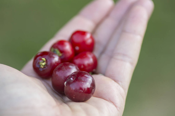Hand vol met Pitanga (Eugenia uniflora) rode vruchten.  - Foto, afbeelding