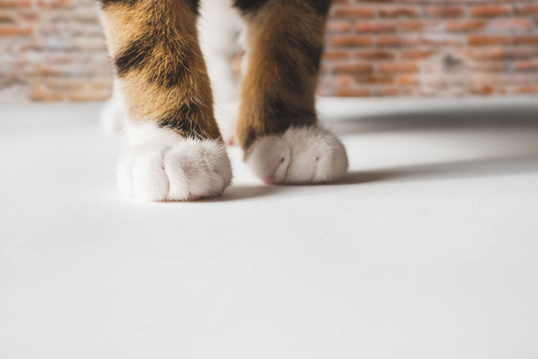 Little cute cat legs paw on white background with copy space for text and advertising - Photo, Image