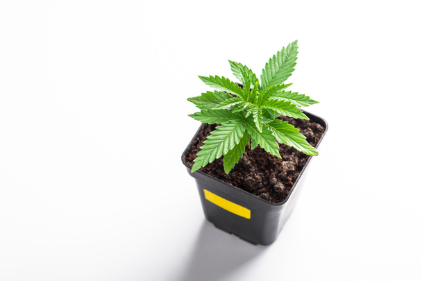 planta de marihuana, plantones de cannabis en maceta, un híbrido de sativa y cáñamo indica
 - Foto, Imagen