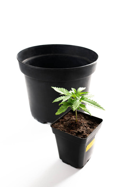 transplanting plants into a larger pot, grow medical plants - Photo, Image