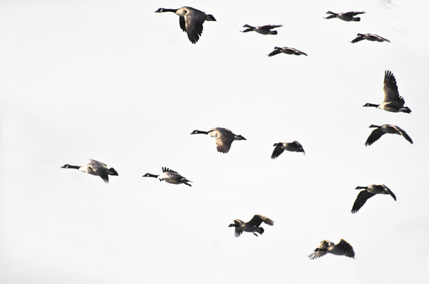 стадо Канади гусей, що летіли на білому тлі - Фото, зображення