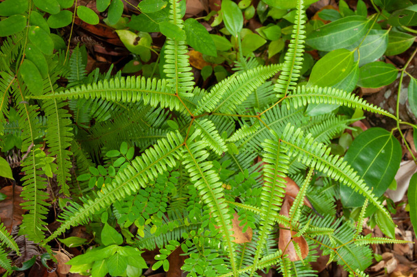 Зеленые листья тропического растения False Staghorn Fern (Dicranopteris linearis) - член семейства Forked Ferns Gleicheniaceae
 - Фото, изображение